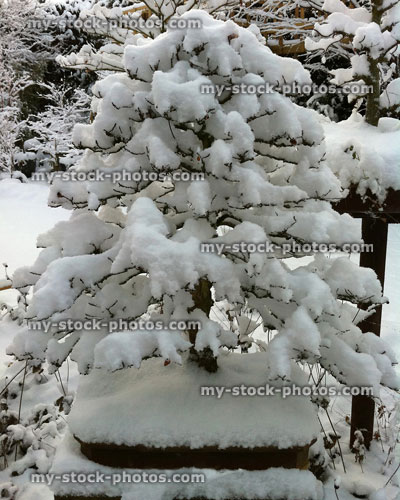 Stock image of Snow Covered Bonsai Tree
