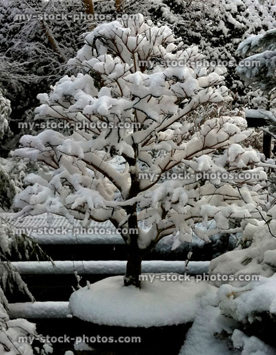 Stock image of snow covered bonsai tree
