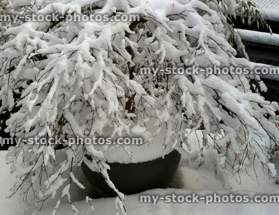 Stock image of Japanese maple in winter, branches covered in snow