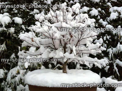 Stock image of Snow Covered Bonsai Tree