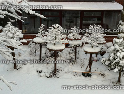 Stock image of Snow Covered Bonsai Trees