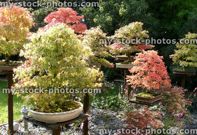 Stock image of Bonsai Displayed in a Slate Border