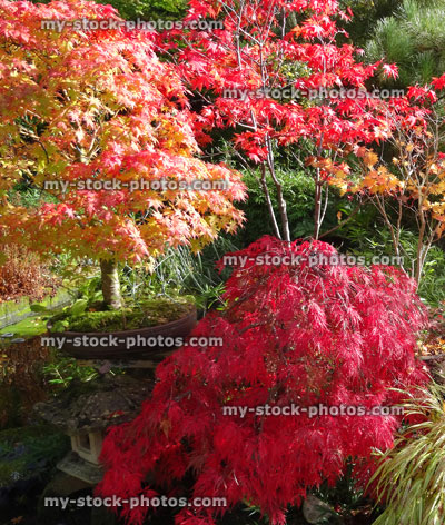 Stock image of Japanese maples (plant pots / bonsai trees), red autumn leaves / foliage (acer palmatum)