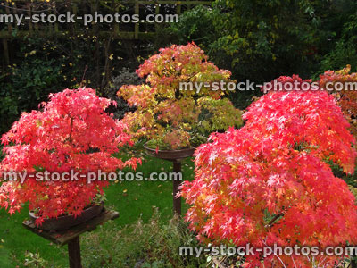 Stock image of Japanese maple bonsai trees with red autumn leaves / foliage (acer palmatum)