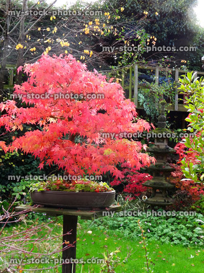 Stock image of Japanese maple bonsai trees with red autumn leaves / foliage (acer palmatum)