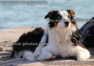 Stock image of old border collie pet sheep dog / sheepdog resting, lying down