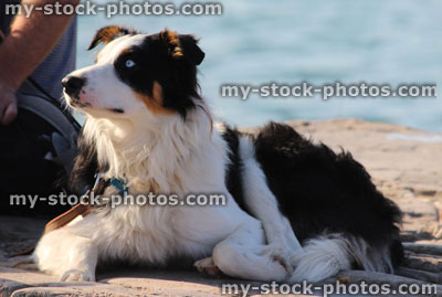 Stock image of old border collie pet sheep dog / sheepdog resting, lying down