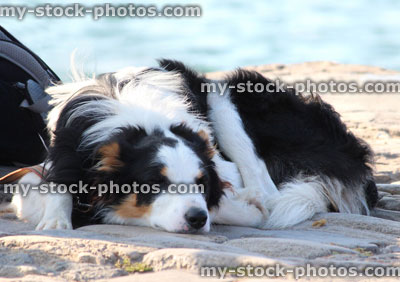 Stock image of old border collie pet sheep dog / sheepdog resting, sleeping, sleepy
