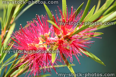 Stock image of red bottlebrush flowers (Callistemon citrinus), bottle brush plant