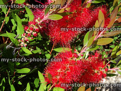 Stock image of red Callistemon flowers, flowering bottlebrush plant, evergreen garden shrub