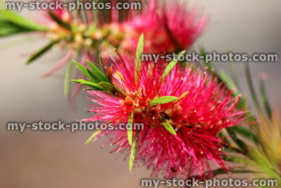 Stock image of red bottlebrush flowers (Callistemon citrinus), bottle brush plant