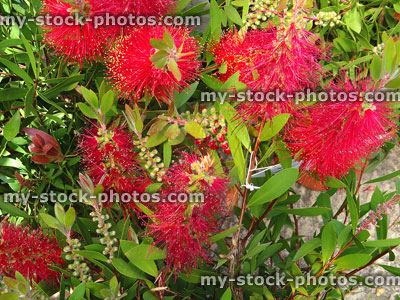 Stock image of exotic red bottlebrush flowers (Callistemon citrinus 'Splendens'), garden shrub