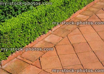 Stock image of brick paved pathway with small box hedging / buxus