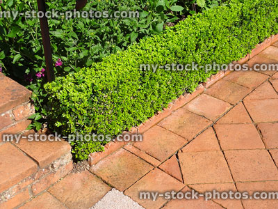 Stock image of box / boxwood / buxus topiary hedging by paved pathway