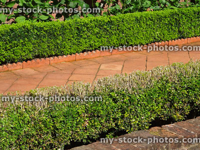 Stock image of boxwood / buxus hedge with box blight disease dieback
