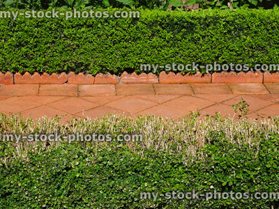 Stock image of buxus hedges with box blight disease, terracotta pathway