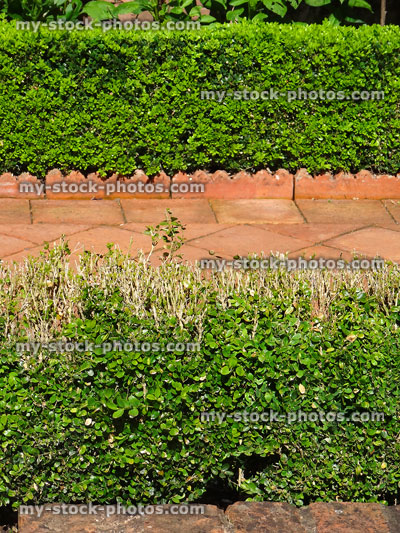 Stock image of boxwood / buxus topiary hedges with box blight fungus disease