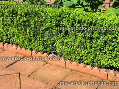 Stock image of neatly trimmed small box hedging / evergreen buxus hedge