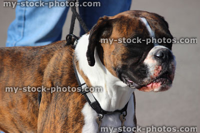 Stock image of brown and white Brindle boxer dog walking, on lead