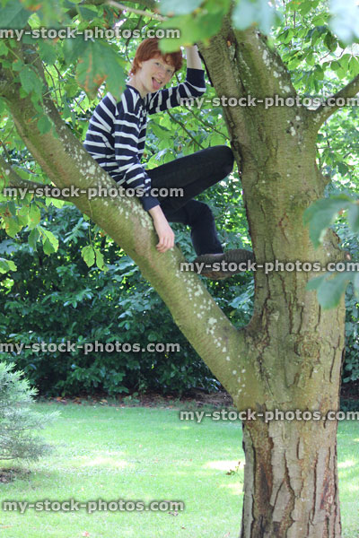 Stock image of boy climbing chestnut tree and sitting in branches
