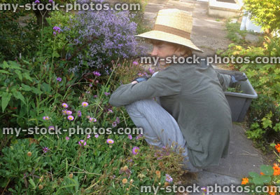 Stock image of young boy gardening / weeding, wearing straw sun hat, sunny flower garden