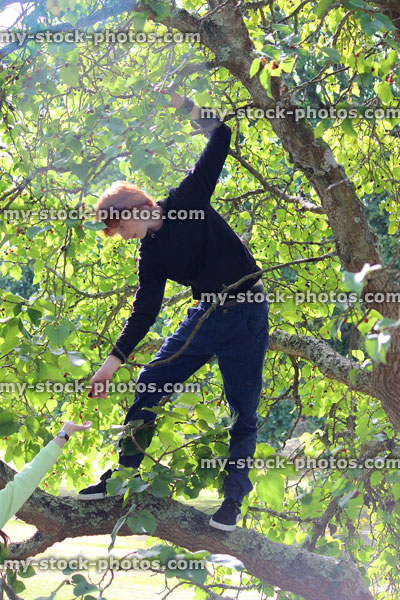 Stock image of teenage boy climbing mulberry tree, picking fruit (Morus nigra)