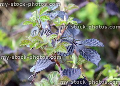 Stock image of new and old leaves on a bramble (close up)