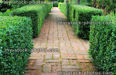 Stock image of old red brick pathway, clipped boxwood / buxus hedging