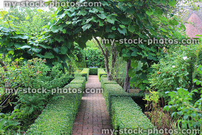Stock image of box / boxwood hedging (buxus hedge), brick paving pathway
