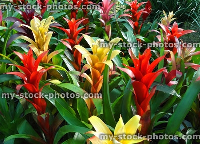 Stock image of tropical bromeliad plants with red / yellow flowers / bracts