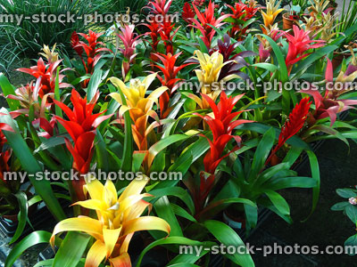 Stock image of exotic bromeliad plants with red / yellow flowers / bracts