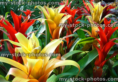 Stock image of tropical bromeliad houseplants with red / yellow flowers / bracts