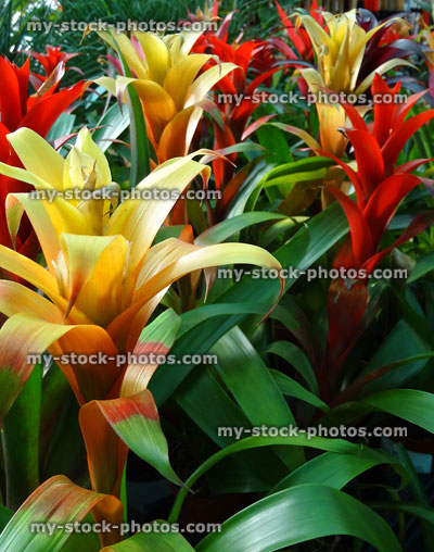 Stock image of bromeliads with red / yellow flowers / bracts, exotic houseplants