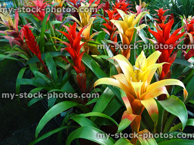 Stock image of bromeliad plants in florist, red / yellow flowers / bracts