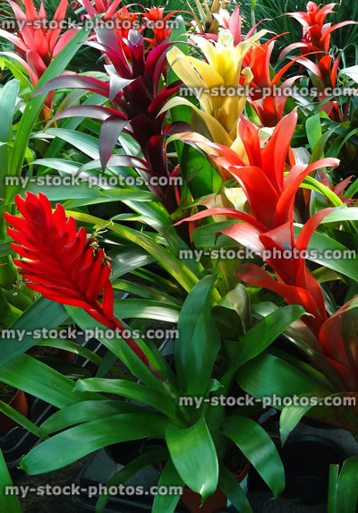 Stock image of bromeliad plants in greenhouse, red / yellow flowers / bracts