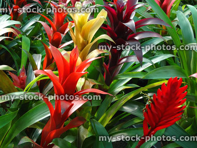 Stock image of bromeliads with red / yellow flowers / bracts, conservatory plants