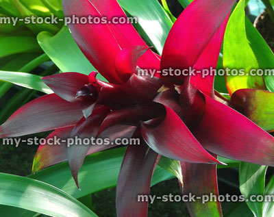 Stock image of bromeliads with dark purple flowers, exotic green spiny leaves