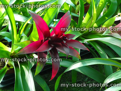 Stock image of bromeliads with dark purple flowers, green rosettes of leaves