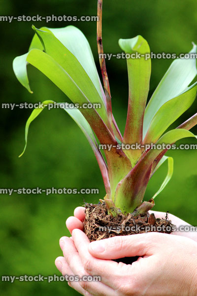 Stock image of exotic bromeliad leaves and roots, held in hands