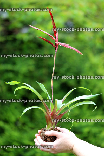 Stock image of exotic bromeliad flowers and leaves, held in hands