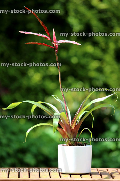 Stock image of tropical bromeliad plant growing in white flower pot