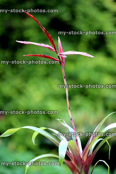 Stock image of exotic bromeliad flowers and plant leaves in garden