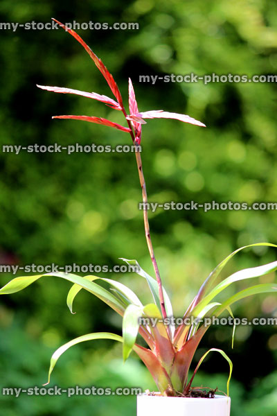 Stock image of tropical bromeliad plant growing in white flower pot