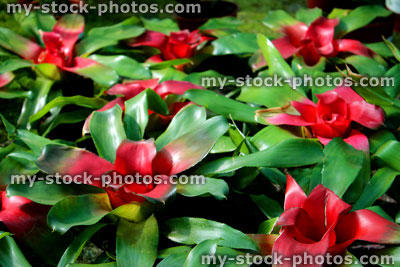 Stock image of bromeliads (Bromeliaceae), house plants (close up)