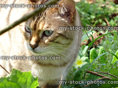 Stock image of brown domestic pet cat hunting prey in garden