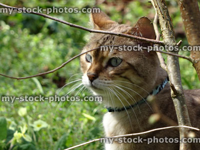 Stock image of cat hunting prey in back garden, looking / staring