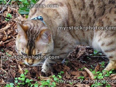 Stock image of brown striped cat hunting prey / food in garden
