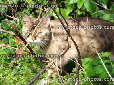 Stock image of brown pet cat in background, hunting / stalking birds