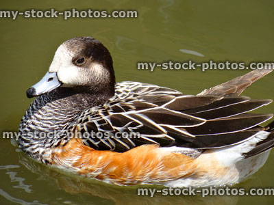 Stock image of multi coloured brown widgeon duck swimming in river, patterned feathers