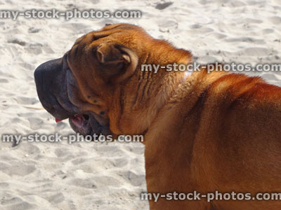 Stock image of brown English Mastiff dog playing on sandy beach
